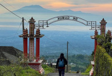 Wisata Tersembunyi di Boyolali: Minum Kopi Mawar hingga Adopsi Anggrek di Lereng Merapi!