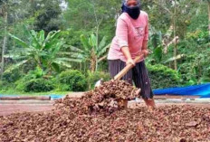 Petani ‘Dihantui’ Kecemasan