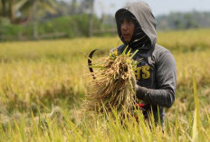 Harga Gabah di Sumsel Anjlok, Petani Menjerit!