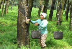 Harga Karet Sumsel Pecah Rekor, Tembus Rp41 Ribu per Kg dan Bikin Petani Kembali Tersenyum