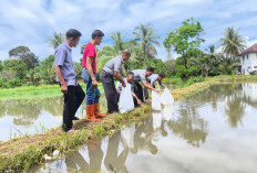 Lapas Empat Lawang Tebar Benih Ikan di Kolam SAE