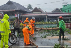 Polsek – BPBD Gerak Cepat Atasi Pohon Tumbang