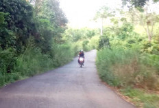 Warga dan Pengguna Jalan Keluhkan Jalan Seperti Belukar