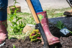 Kebun Rumahan dan Emisi Karbon: Fakta yang Mengejutkan