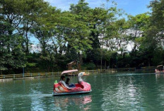Jiput Diserbu Wisatawan! Tiket Gratis, Suasana Sejuk, Liburan Makin Seru!