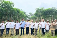 PTPN Targetkan Produktivitas Singkong 30 Ton per Hektare