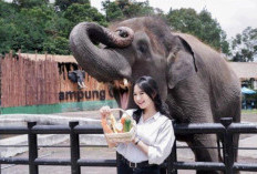 Liburan Akhir Tahun di Lembang Park & Zoo Bandung: Promo Tiket Masuk Menarik untuk Keluarga