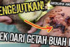 Hati-Hati Terkena Getah Buah Ini, Efeknya Bisa Bahaya Lo!!