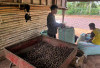 Harga Kopi Robusta di Empat Lawang Turun Drastis, Petani Merasa Lesu