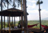Wana Wisata Pokland, Surga Tersembunyi di Cianjur yang Tawarkan Sejuknya Hutan Pinus dan Wahana Seru