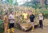 Panen Jagung Kikim Timur Tembus 1,5 Ton