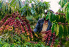 Jelang Panen Raya Harga Kopi Anjlok