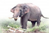 Gajah Masuk Kampung Akibat Hutan Berubah Fungsi Jadi HTI