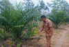 Petani Rugi Akibat Bibit Sawit Tak Resmi