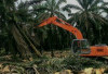 194 Perusahaan Sawit Babat Hutan Secara Ilegal, Pemerintah Siap Bertindak!