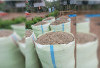Harga Kopi di Empat Lawang Anjlok, Petani Lesu