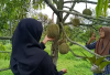 Belajar Sambil Liburan: Republik Durian Farm Blitar, Wisata Edukasi Pertanian Modern