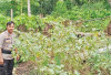 Pemanfaatan Pekarangan Jadi Kebun Terong