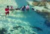 Ini Wisata Uji Nyali di Raja Ampat, Salahsatunya Snorkeling dengan Hiu Paus