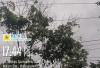 Listrik Padam Massal di Empat Lawang! Warga Menjerit/// PLN Ungkap Penyebab Pohon Tumbang dan Sambaran Petir