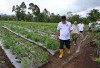 Walikota Pagar Alam Bawang Merah Varietas Bima