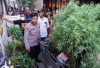 Polisi Gerebek Rumah di Cengkareng, Bongkar Kebun Ganja di Atap