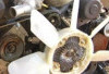 Waspadai Kerusakan Kipas Radiator! Ini Tips Perawatan Lengkap Agar Mesin Mobil Tetap Dingin