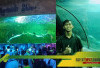 Burung, Lumba-lumba, dan Mermaid! Yuk Intip Serunya Wisata Edukatif di Ancol!