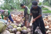Harga Kelapa Meroket! Ini Biang Keroknya?