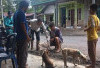 Pemdes Aur Gading Gelar Vaksinasi Kucing dan Anjing