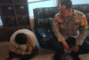 Residivis Predator Anak Diamankan