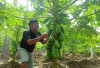 Harga Jual Tidak Stabil, Petani Pepaya Menjerit