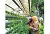 Bagikan Bibit Sayur Mayur, Sinergi Gertas-GSMP