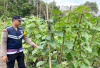 Cek Lahan Perkarangan Bergizi di Desa Mekarti Jaya